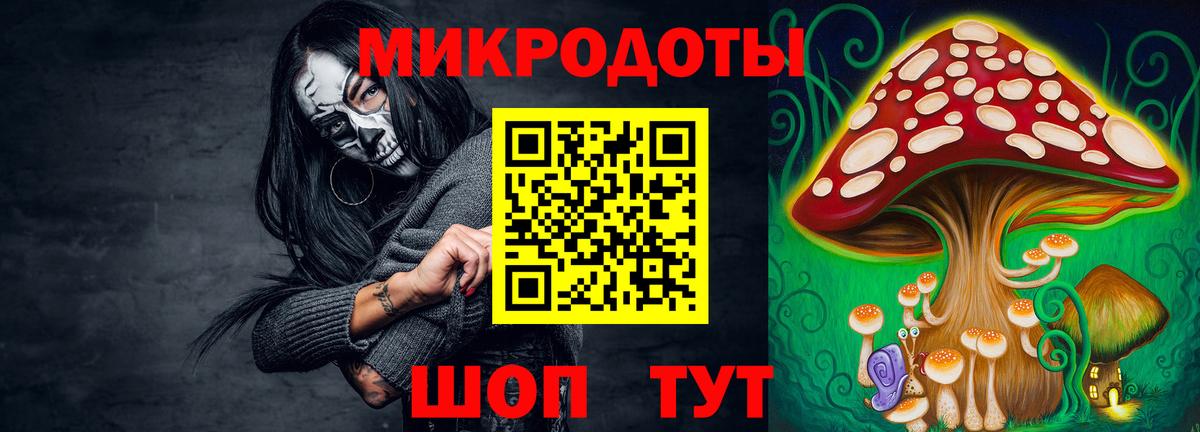 Галлюциногенные грибы Psilocybe Нововоронеж